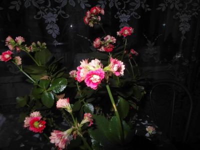 Лот: 8070270. Фото: 1. каланхоэ (каланхое). Горшечные растения и комнатные цветы