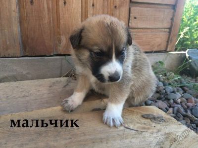 Лот: 5741585. Фото: 1. Щенки. Собаки, щенки