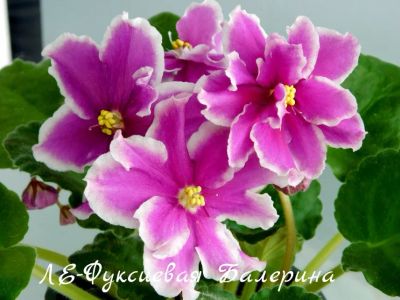 Лот: 8484688. Фото: 1. Продам лист сортовой фиалки ЛЕ-Фуксиевая... Горшечные растения и комнатные цветы