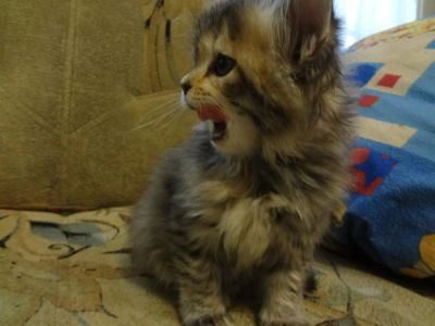 Лот: 3180663. Фото: 1. симпатичная кошечка от мамы микс... Кошки, котята