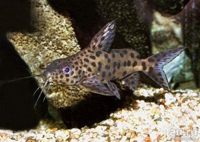 Лот: 12988313. Фото: 1. 2 Сомика синодонтиса отдам бесплатно. Рыбки