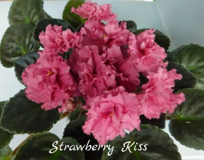 Лот: 4894423. Фото: 1. Фиалка сортовая Strawberry Kiss... Горшечные растения и комнатные цветы
