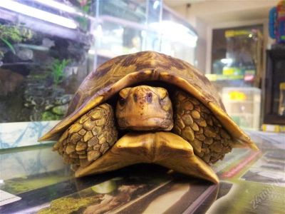 Лот: 2885636. Фото: 1. Киникса лесная (Kinixys homeana... Остальные животные