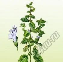 Лот: 5895318. Фото: 1. Коллекция купажей из целебных... Чай, кофе, какао