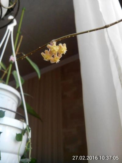 Лот: 10373943. Фото: 1. хойя эритрина (Hoya erythrina... Горшечные растения и комнатные цветы
