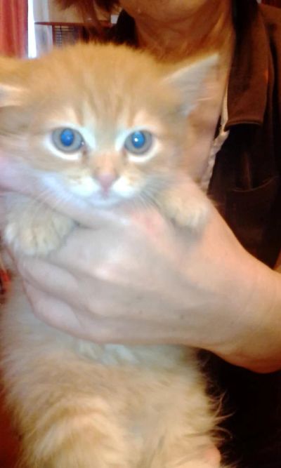 Лот: 7848873. Фото: 1. ласковый и милый котенок. Кошки, котята