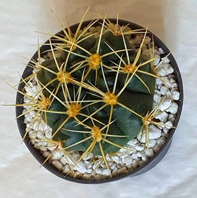 Лот: 17313450. Фото: 1. Эхинокактус Грузони (Echinocactus... Горшечные растения и комнатные цветы