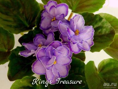Лот: 8467949. Фото: 1. Продам детку фиалки King's Treasure. Горшечные растения и комнатные цветы