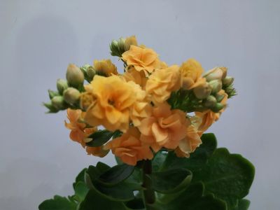 Лот: 18792075. Фото: 1. Каланхое желтый. Горшечные растения и комнатные цветы
