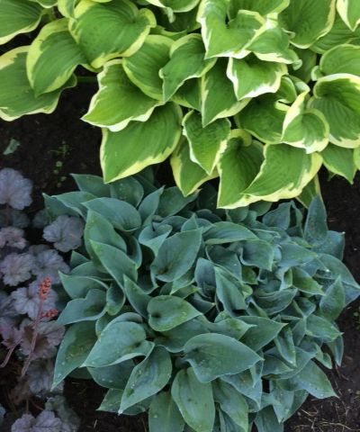 Лот: 11490269. Фото: 1. хоста Питер Пэн (hosta 'Peter... Садовые цветы