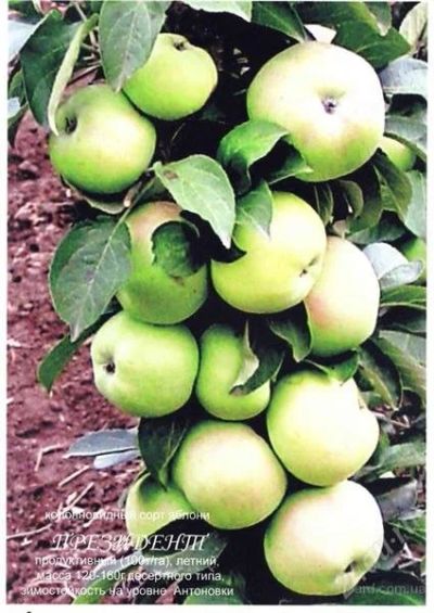 Лот: 2751898. Фото: 1. Колоновидные яблони сорта Президент. Другое (семена, рассада, садовые растения)