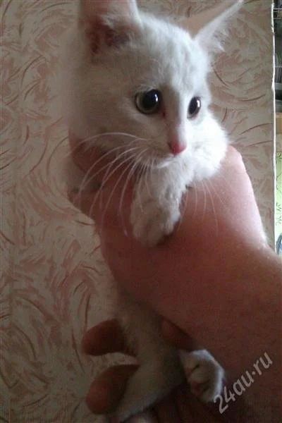 Лот: 1271433. Фото: 1. отдам в хорошие руки белого котенка... Кошки, котята