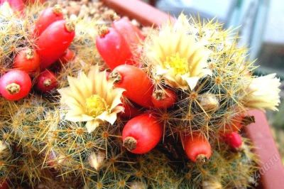 Лот: 2836867. Фото: 1. Кактус цветущий Mammillaria prolifera. Горшечные растения и комнатные цветы