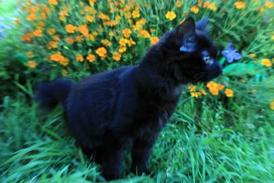 Лот: 14663910. Фото: 1. Курильский бобтейл котенок. Кошки, котята