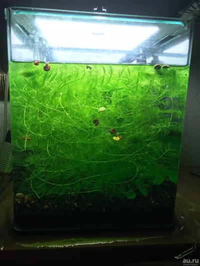 Лот: 17804347. Фото: 1. аквариум dennerle nano cube 20... Аквариумы, террариумы