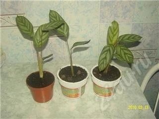 Лот: 274120. Фото: 1. Ктенанте2. Горшечные растения и комнатные цветы