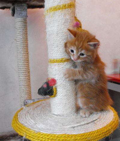 Лот: 4213053. Фото: 1. Котята курильского бобтейла. Кошки, котята