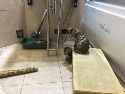 Лот: 6975681. Фото: 1. Бенгальские котята 4шт. Кошки, котята
