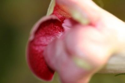 Лот: 3042969. Фото: 1. Глоксиния 7 (цветёт). Горшечные растения и комнатные цветы