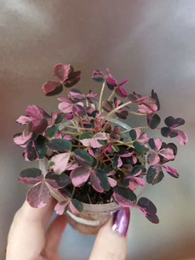 Лот: 19703273. Фото: 1. Оксалис vulcanicola Plum Crazy. Горшечные растения и комнатные цветы