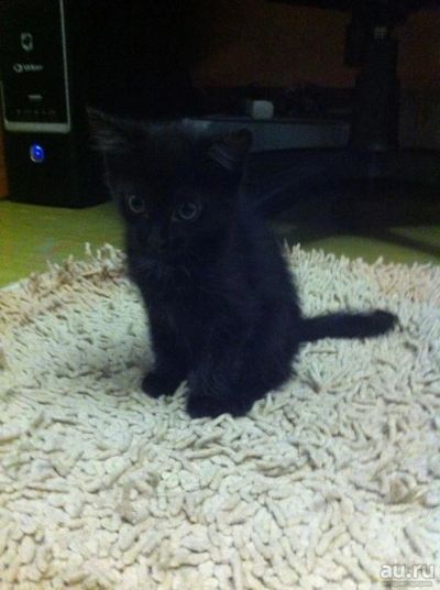 Лот: 8722827. Фото: 1. Котенок-лапочка. Кошки, котята