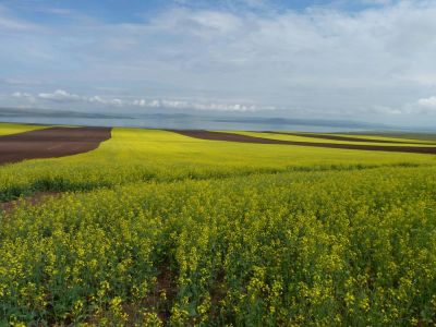 Лот: 4508157. Фото: 1. Участок-земля в Ермолаево 11 Га... Земельные участки