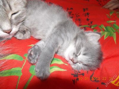 Лот: 2422338. Фото: 1. маленькая красивая кошечка!. Кошки, котята