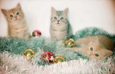 Лот: 4973798. Фото: 1. Продам Британчиков !!!!. Кошки, котята