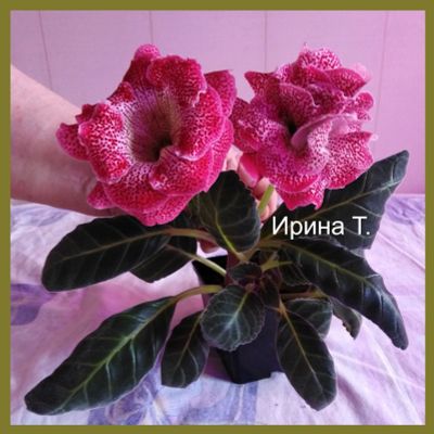 Лот: 14012510. Фото: 1. Глоксиния "ЕН Брусника в сахаре... Горшечные растения и комнатные цветы