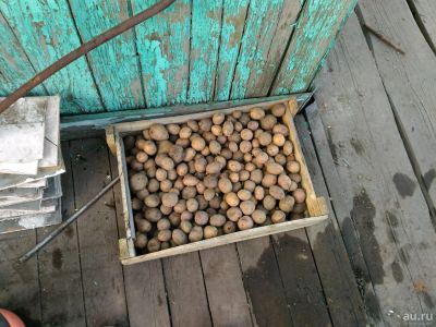 Лот: 9745116. Фото: 1. Картофель, картошка, картофан... Картофель