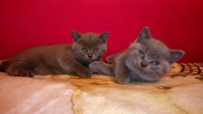 Лот: 6840604. Фото: 1. Шотладские прямоухие и вислоухие... Кошки, котята