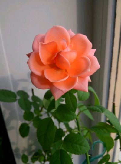 Лот: 14553105. Фото: 1. Роза 2. Горшечные растения и комнатные цветы