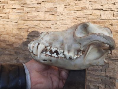 Лот: 18228337. Фото: 1. череп волка. Чучела животных, рога, шкуры