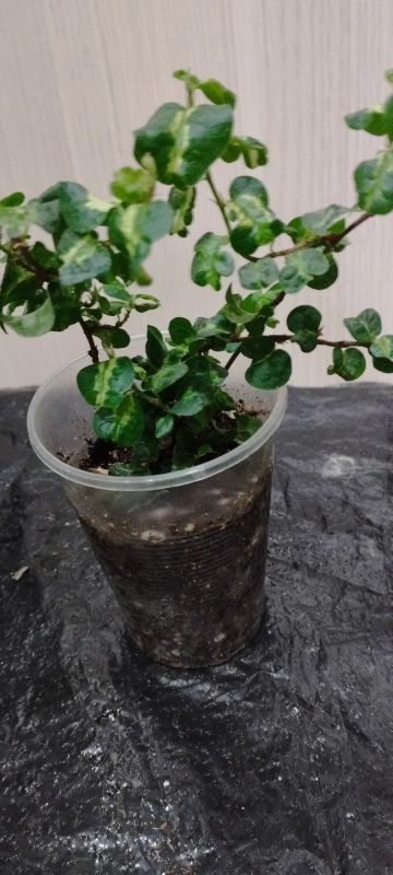 Лот: 21062439. Фото: 1. Ficus Pumila Curly (укоренённые... Горшечные растения и комнатные цветы