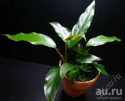 Лот: 16202588. Фото: 1. Анубиас "Минима"(Anubias minima... Водные растения