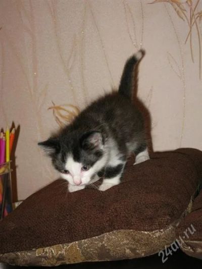 Лот: 1243662. Фото: 1. Котенок. Кошки, котята