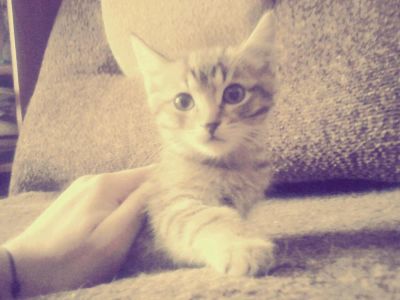 Лот: 8598334. Фото: 1. кроха. Кошки, котята