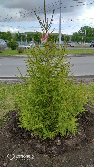 Лот: 10433904. Фото: 1. Ель сибирская (Picea obovata... Декоративные кустарники и деревья