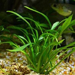 Лот: 6500695. Фото: 1. Криптокорина парва (Cryptocoryne... Водные растения