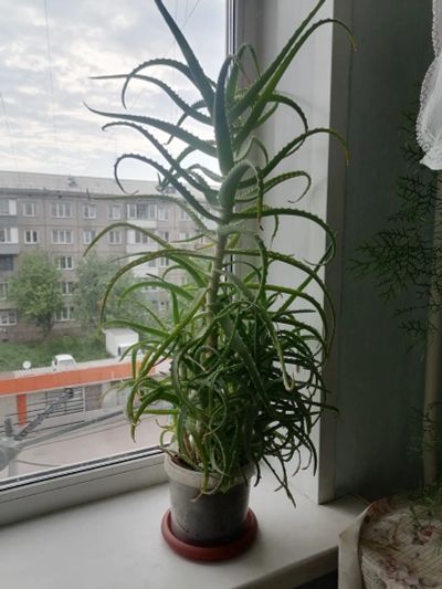 Лот: 20541563. Фото: 1. Алое цветок. Горшечные растения и комнатные цветы