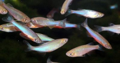 Лот: 16201077. Фото: 1. Данио розовый, Жемчужный альболинеатус... Рыбки