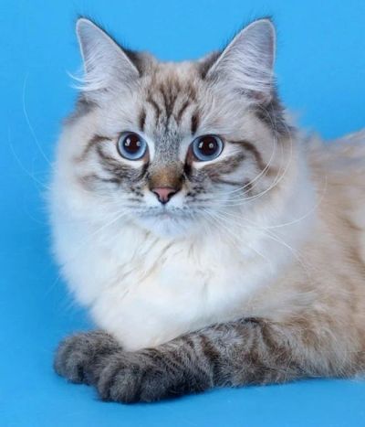Лот: 11491671. Фото: 1. котёнок невская маскарадная. Кошки, котята