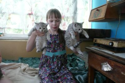 Лот: 2969405. Фото: 1. СРОЧНО отдам ОЧЕНЬ КРАСИВЫХ котят... Кошки, котята