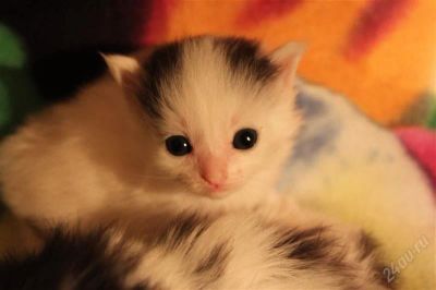 Лот: 2378432. Фото: 1. Комочки счастья. Кошки, котята