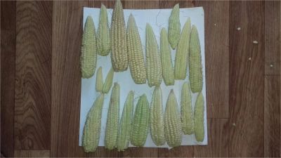 Лот: 8124997. Фото: 1. Кукуруза набор № 4. Овощи, фрукты, зелень
