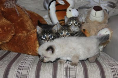 Лот: 4132249. Фото: 1. Котенок серый(перс+сеамец+сибиряк... Кошки, котята