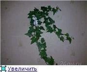 Лот: 81332. Фото: 1. плющ. Горшечные растения и комнатные цветы
