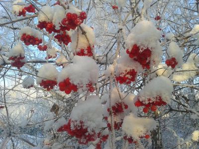 Лот: 6375426. Фото: 1. Калина ягода, свежая,полезная... Ягоды, орехи