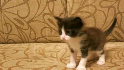 Лот: 5212855. Фото: 1. Раздаю красивых котят. Кошки, котята