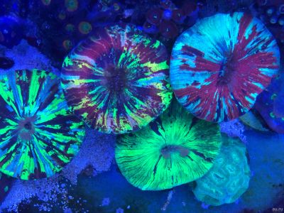 Лот: 14387400. Фото: 1. Трахифилия морской коралл. Моллюски, ракообразные, кораллы